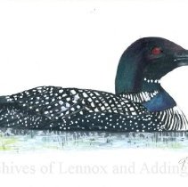 A2024.002.004 Common Loon