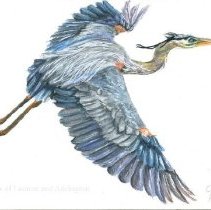 A2024.002.005 Great Blue Heron