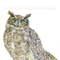 A2024.002.002 Great Horned Owl