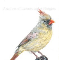 A2024.002.003 Northern Cardinal