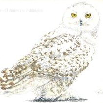 A2024.002.009 Snowy Owl