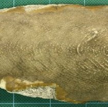 C13.500 Cuttlefish Bone