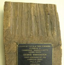 C14.510 Washington Elm