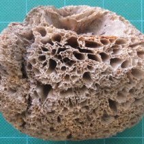 C16.512 Sponge