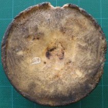 C16.516-2 Wax Sculpture Reverse