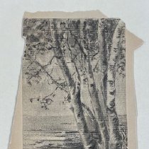 Drawing of Birch Trees