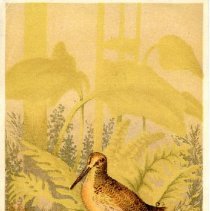 Iron Steamboat Company