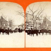 Oxen on Pleasant Street