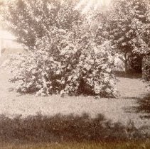 Garden of the Charles M. Laighton House