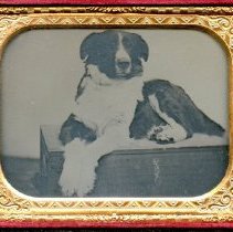 James Stanwood's Dog