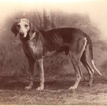 Field Trial Champion Dog