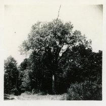 Elm and Birches on Saco River Bank
