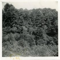Pine and Spruce in Cascade Creek Valley