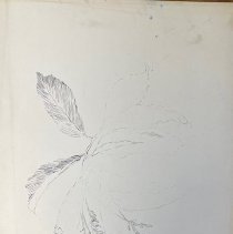 Pen and Ink Botanical Drawings