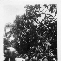 2015-003-011-a-699.jpg - New Point Comfort avacado