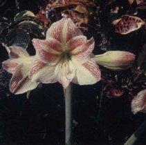 2015-003-011-b-330.jpg - Amaryllis