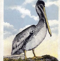 2015-003-011-c-155.jpg - Punta Gorda