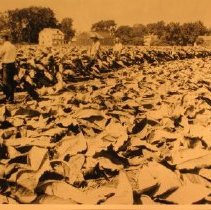 Tobacco at 808 Main Street