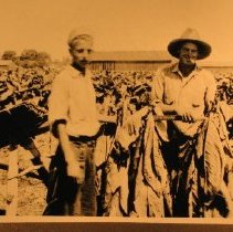 Watson Vibert and another man with tobacco leaves at Vibert Farm