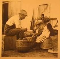 John S. Clapp Sr. and Jr. and Olive Clapp cutting seed potatoes.