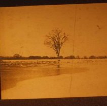 Meadow with one tree