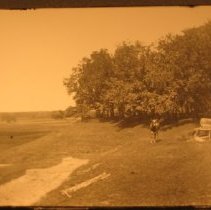 A hill, meadow, a cow and tree