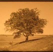 Tree + meadow behind Wood's ho