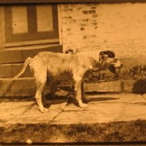 Spot, by Wood's kitchen door