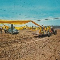 Color shade tobacco postcard