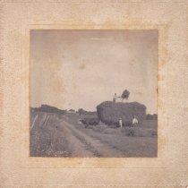 Ox-drawn hay cart with men piling hay