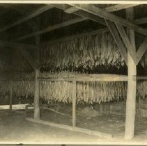 Tobacco leaves hanging in a barn