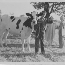 Boy with a cow at the Wapping Fair