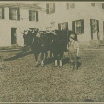Billy Bowler with oxen