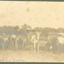 Town Farm tobacco harvest