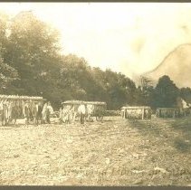 Town Farm tobacco harvest