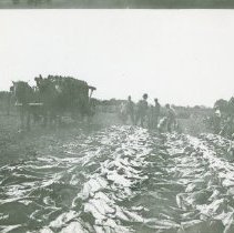 Town Farm tobacco harvest