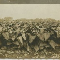 Laborers and tobacco at Town Farm