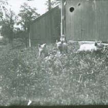 Piglets at William R. Wood's farm