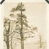 Pine trees on Town Farm