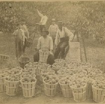 Elisha Morton's peach orchard