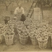 Elisha Morton's peach orchard
