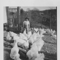 Small boy with white chickens