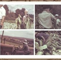 Tobacco harvesting at the Krawski Family Farm