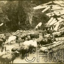 Oxen Logging