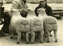Showing sheep