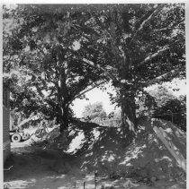 Northeast Plant. Trees  south of Wheatsheaf Lane