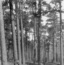 Pine Forest006