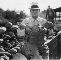 Squash For Starch Plant002