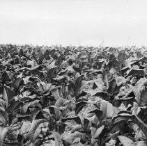 Tobacco Crop009