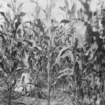 Corn Field015